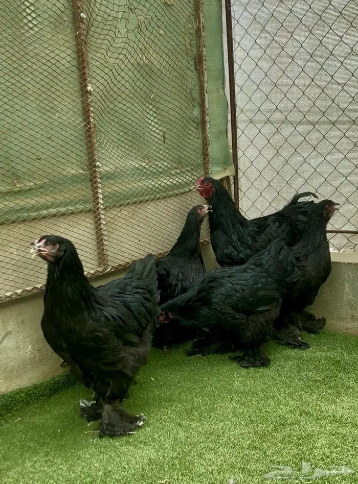 بشاير براهما 1