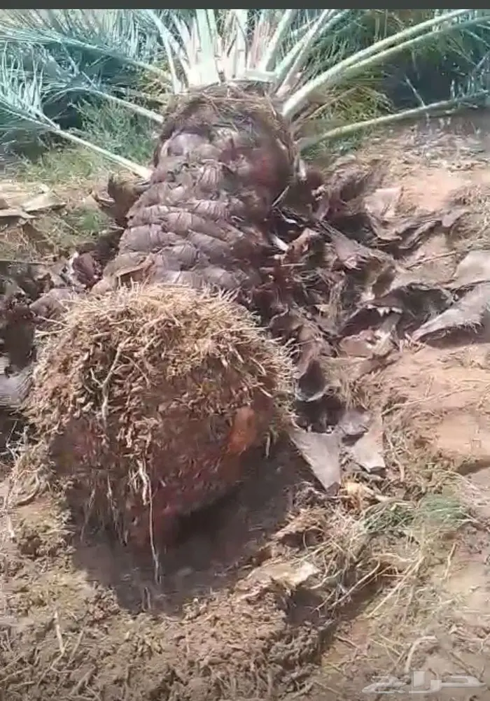 انخل للبيع 0