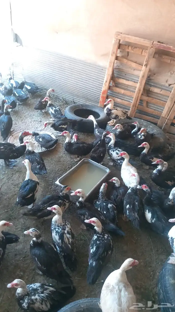 بيض بط بلدي مسكوفي مصري سوداني 0