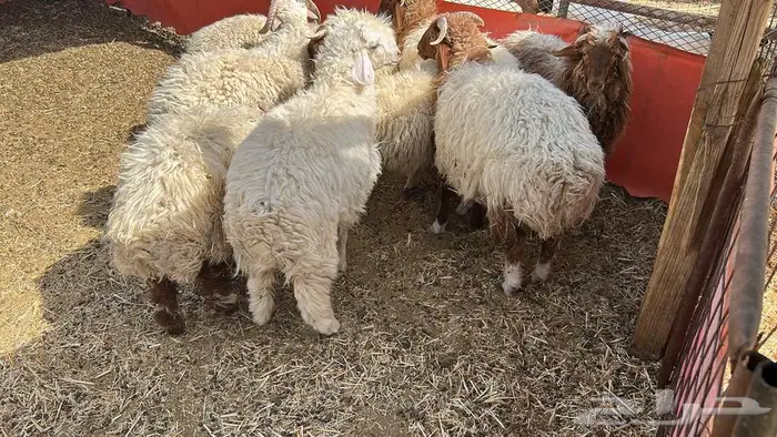 اضاحي نعيمي وسط 0