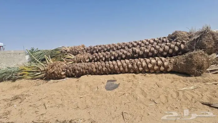 انخل للبيع 4