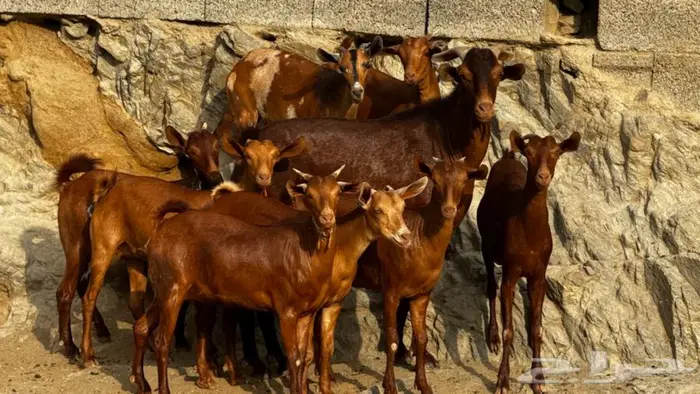 معزا دهم جذعات 9 بالفحل تم البيع 8