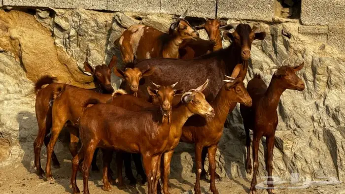 معزا دهم جذعات 9 بالفحل تم البيع 4