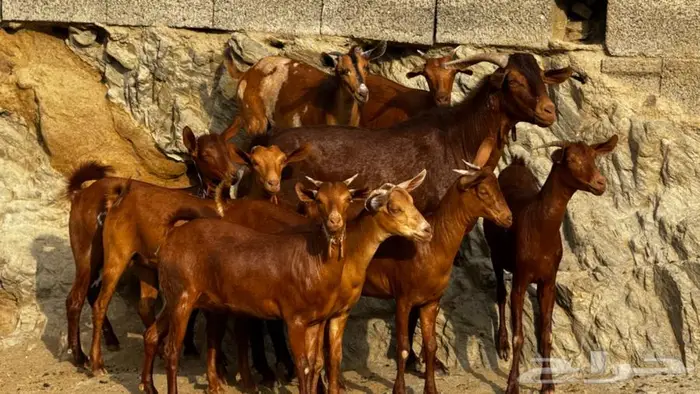معزا دهم جذعات 9 بالفحل تم البيع 0