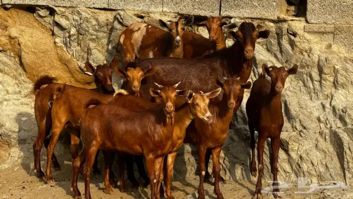 معزا دهم جذعات 9 بالفحل تم البيع 6