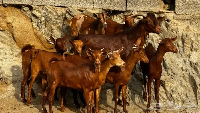 معزا دهم جذعات 9 بالفحل تم البيع 3