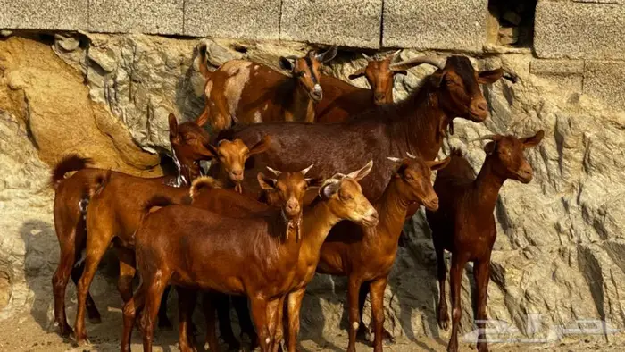 معزا دهم جذعات 9 بالفحل تم البيع 2
