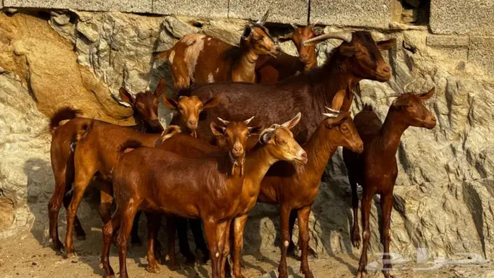 معزا دهم جذعات 9 بالفحل تم البيع 1