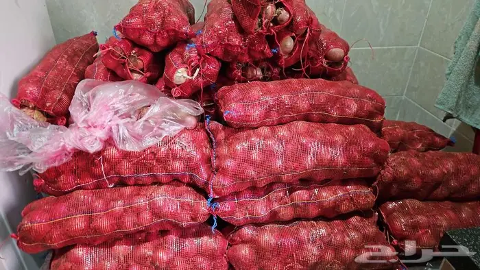 بصل وطني بذور يمني 1