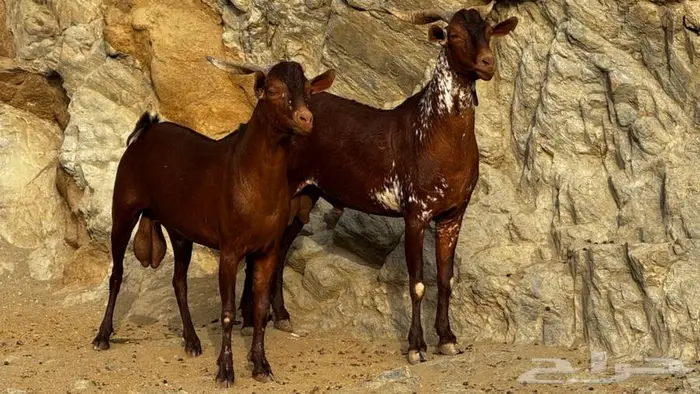 فحول دهم ووشح 2 تم البيع 0