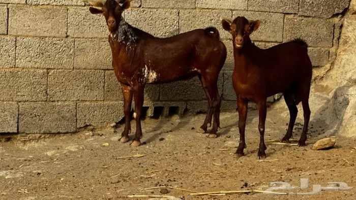 فحول دهم ووشح 2 تم البيع 3