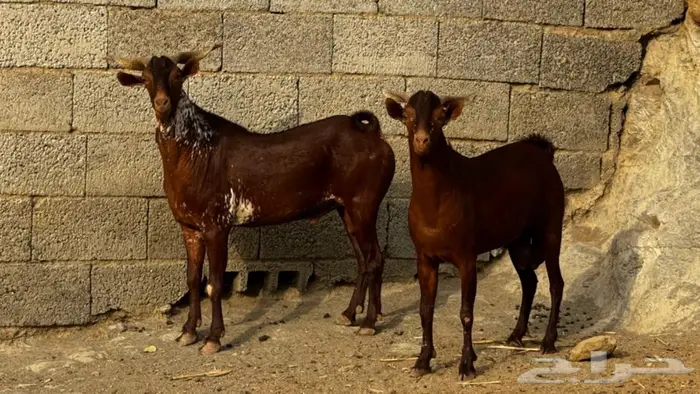 فحول دهم ووشح 2 تم البيع 4
