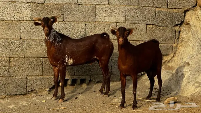 فحول دهم ووشح 2 تم البيع 5