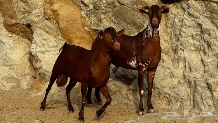فحول دهم ووشح 2 تم البيع 7