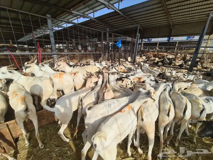 طليان تيوس بربري عقيقة صدقات ب 750شامل الذبح والتوصيل 16