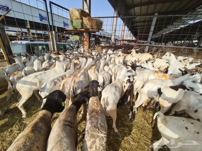 طليان تيوس بربري عقيقة صدقات ب 750شامل الذبح والتوصيل 13