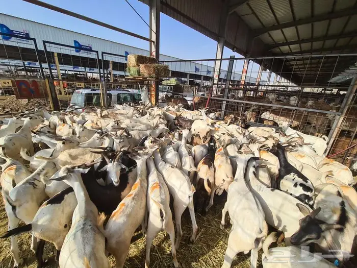 طليان تيوس بربري عقيقة صدقات ب 750شامل الذبح والتوصيل 9