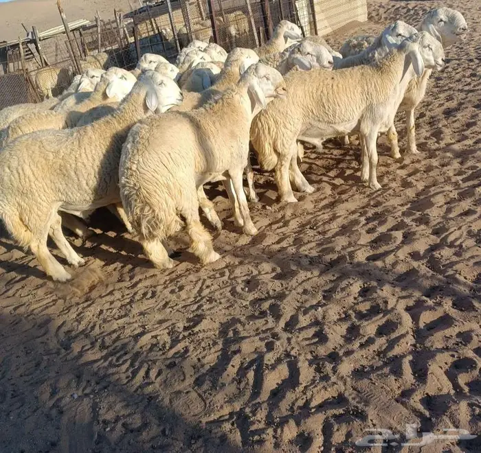 ( تم البيع) 22 جذعان فواخر حريه من الصياد في أملج 0
