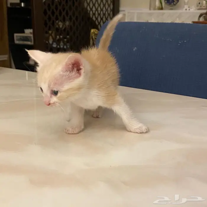 قطط للتبني 4