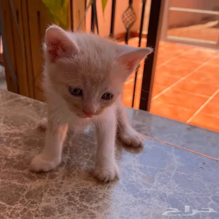 قطط للتبني 8