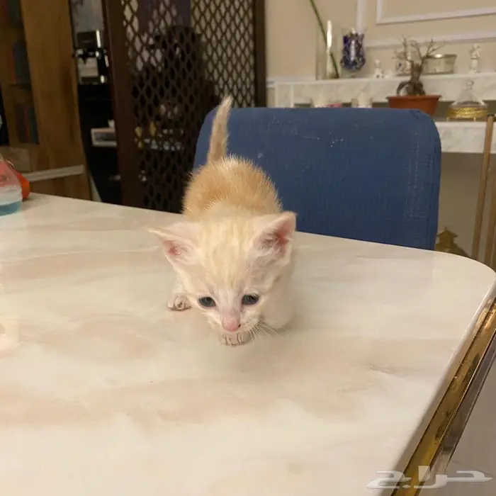 قطط للتبني 0