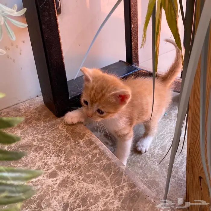 قطط للتبني 10