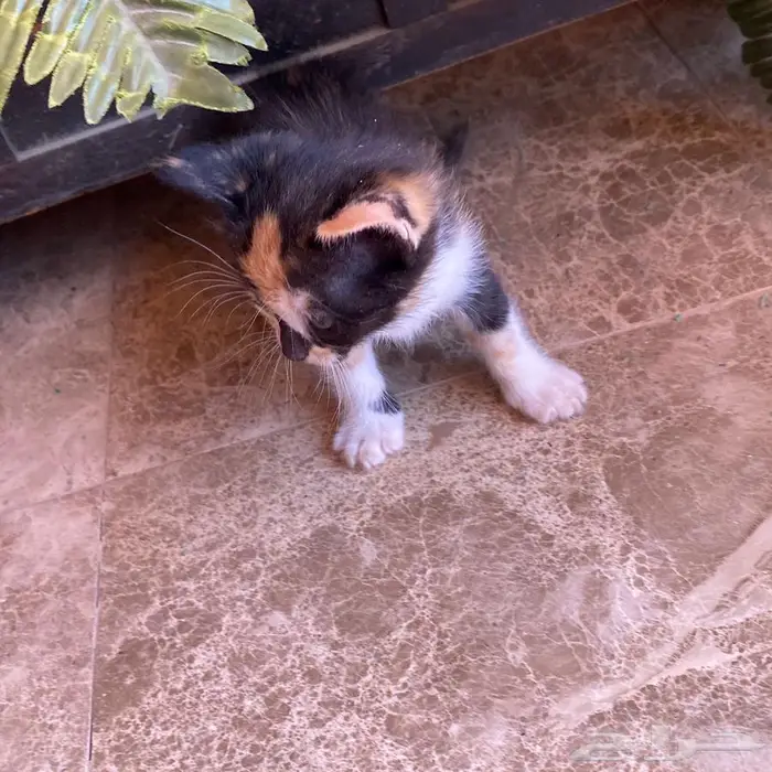 قطط للتبني 5