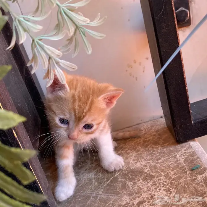 قطط للتبني 6