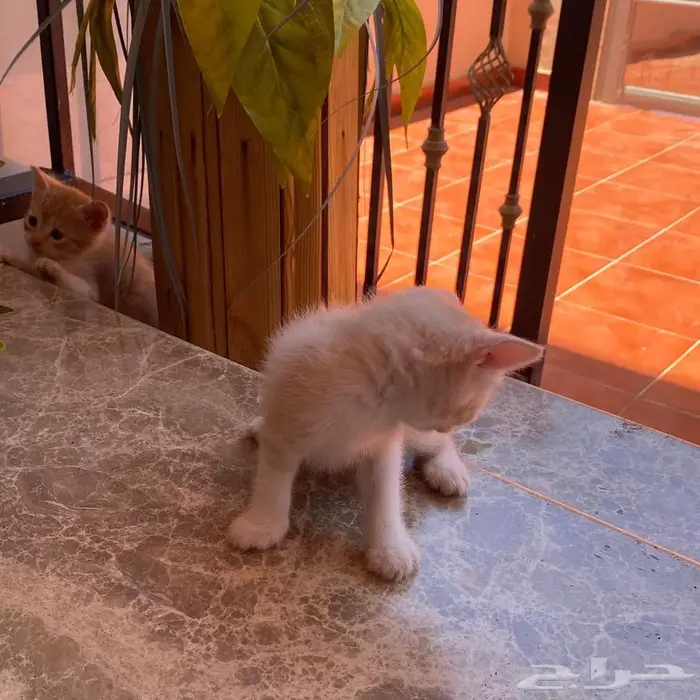 قطط للتبني 11