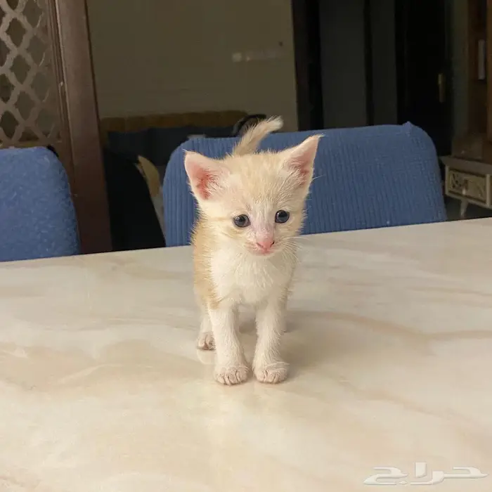 قطط للتبني 1