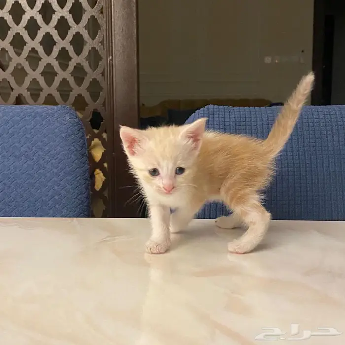 قطط للتبني 2