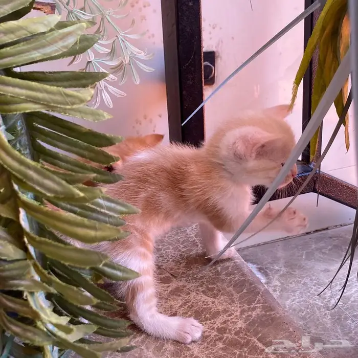 قطط للتبني 7