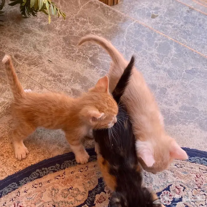 قطط للتبني 13