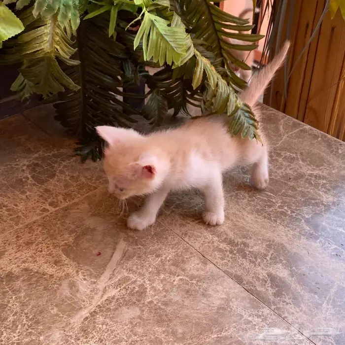 قطط للتبني 3