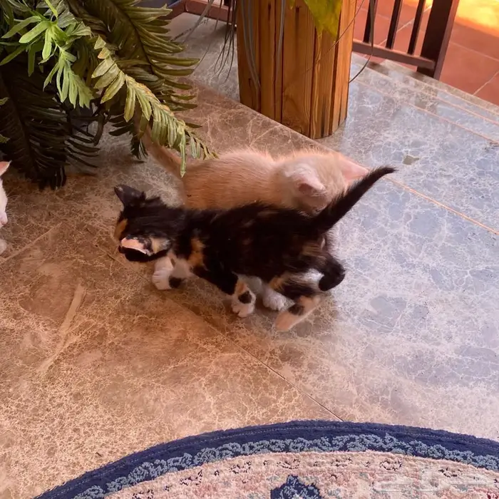 قطط للتبني 12