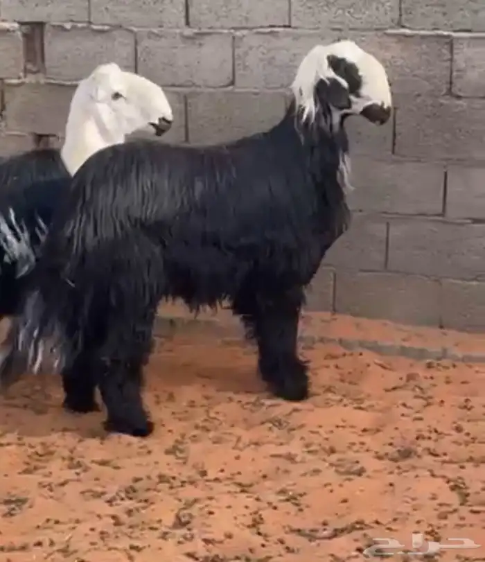 طليان نجد جذعان - طيبة 1