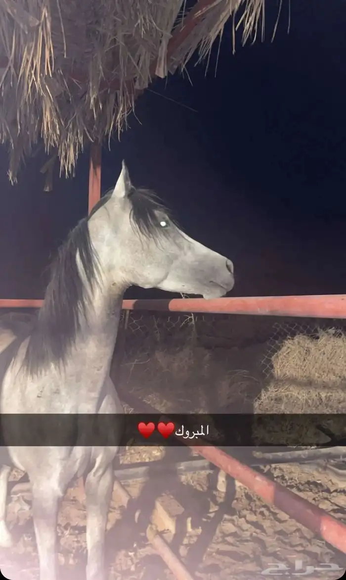 فرس شعبية شيخة 4