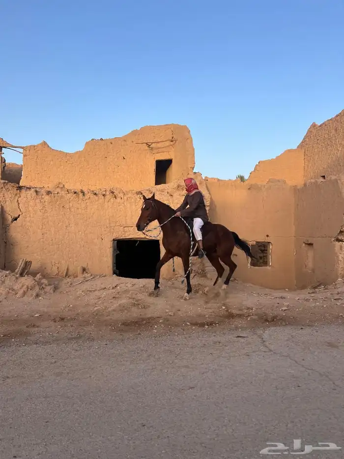 فرس شعبية شيخة 3