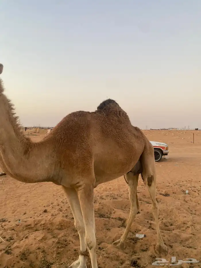 ناقة للبيع 4