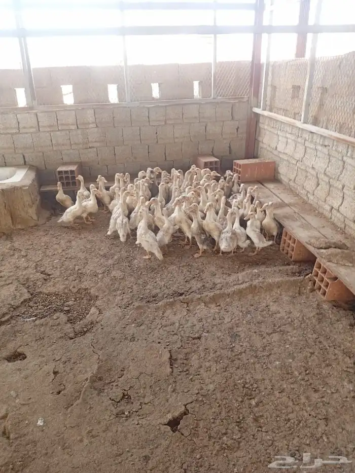 بط بكيني بلدي العمر شهرين و نص جمله 0