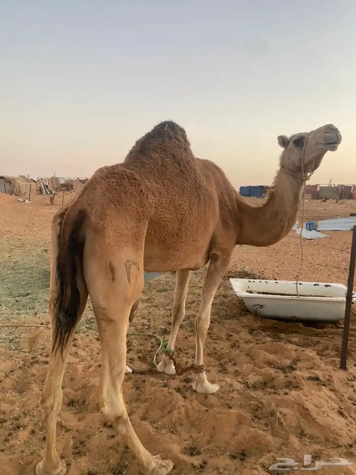 ناقة للبيع 0