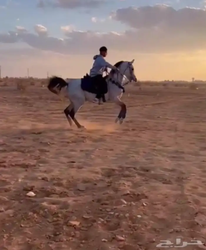 حصان شعبي طرب 3