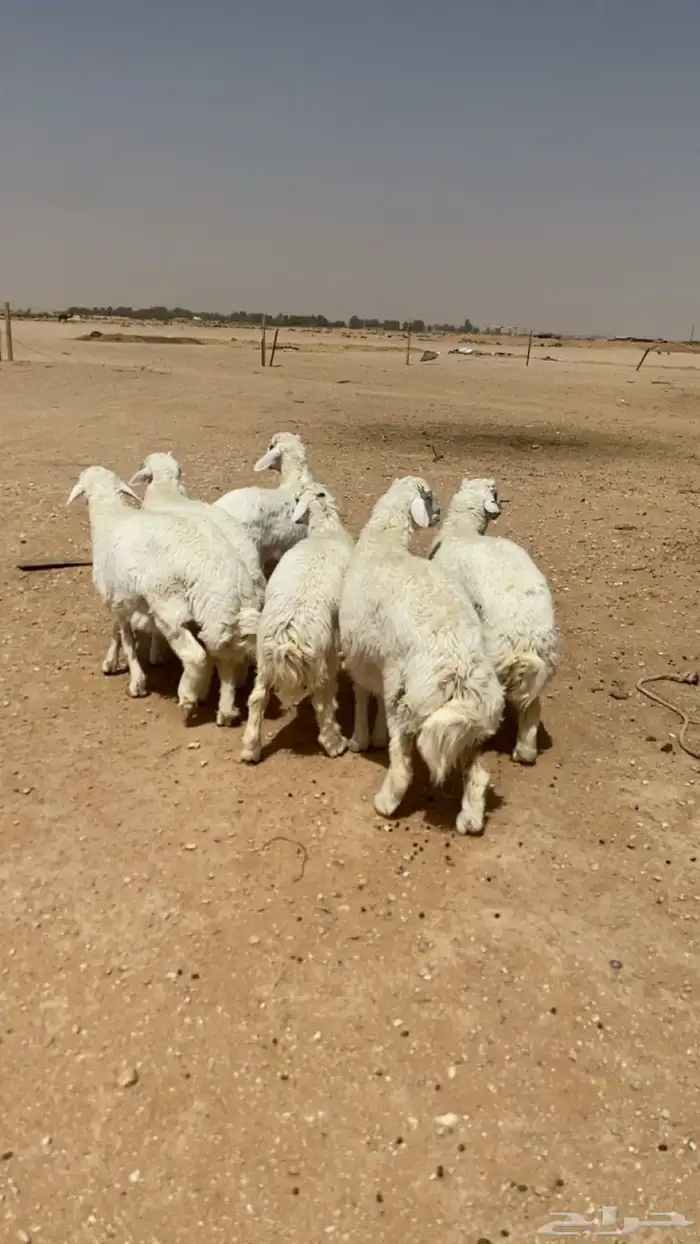 طليان حريه. اضاحي. تم البيع 1