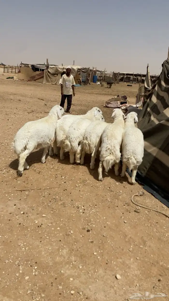 طليان حريه. اضاحي. تم البيع 0
