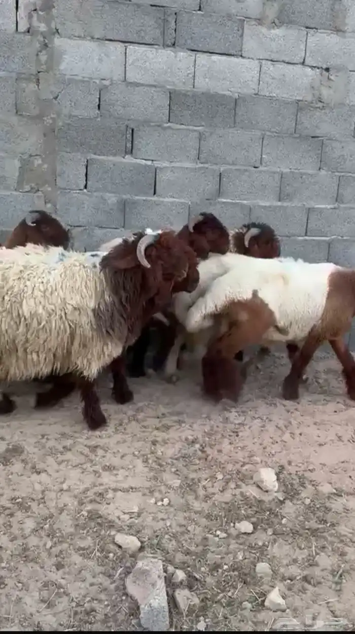 نعيم ضحيا طيبه بلديه شرط 2
