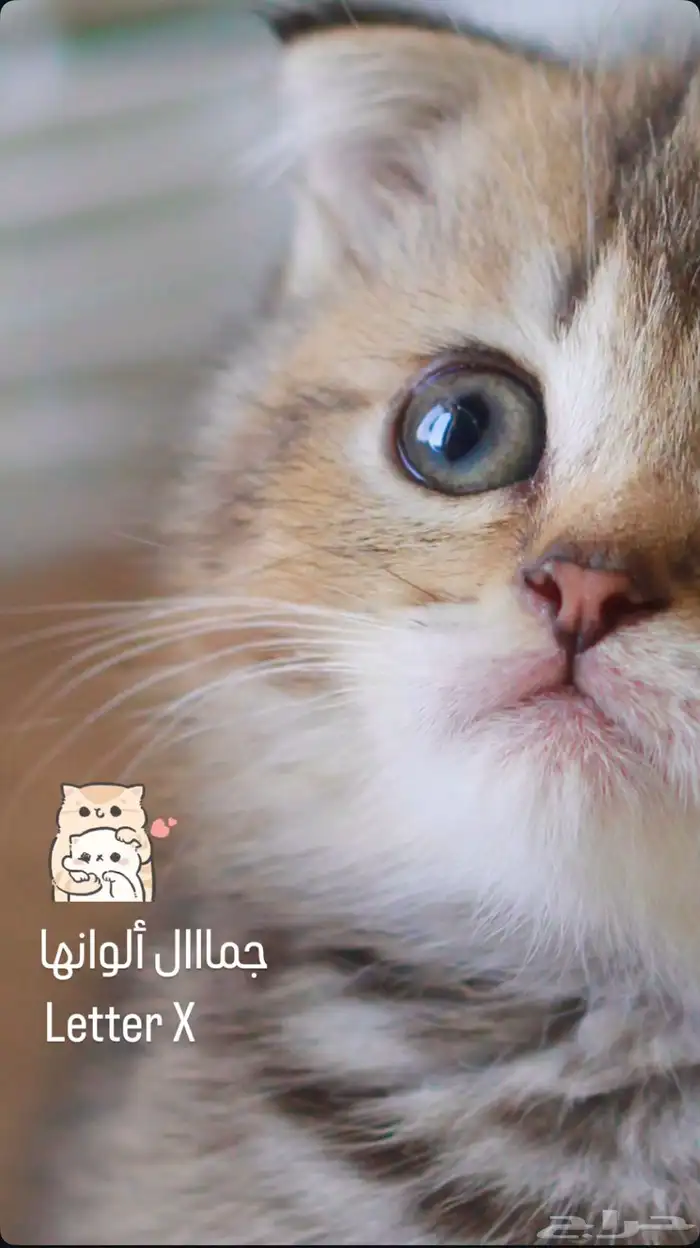 سكوتش دبل فولد قولد تايجر انثى 8
