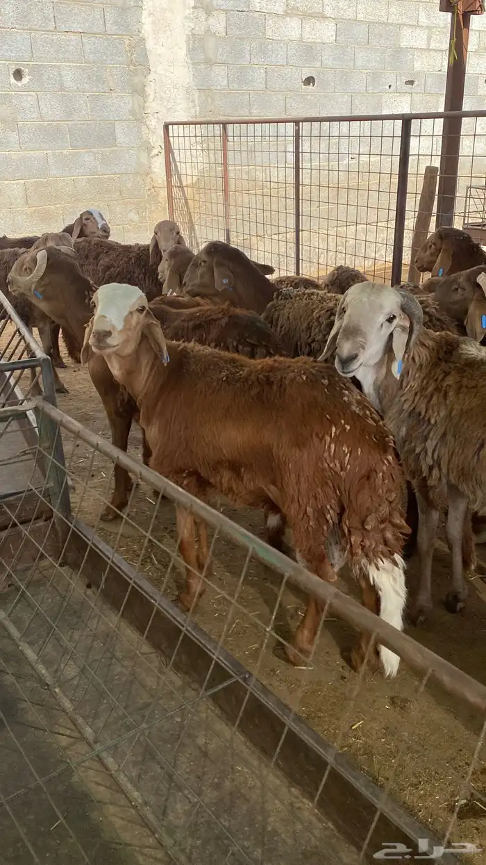 للبيع سواكن حري مرابي 6 شهور 1