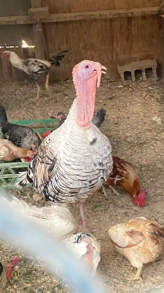 رومي العدد 2 ذكور و ثلاث إناثي 1