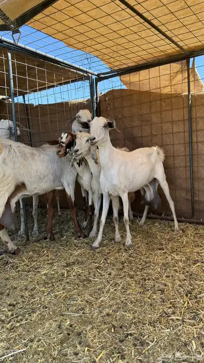 بيشيات حليب تم البيع بفضل الله تابع العضويه ليصلك كل جديد 1