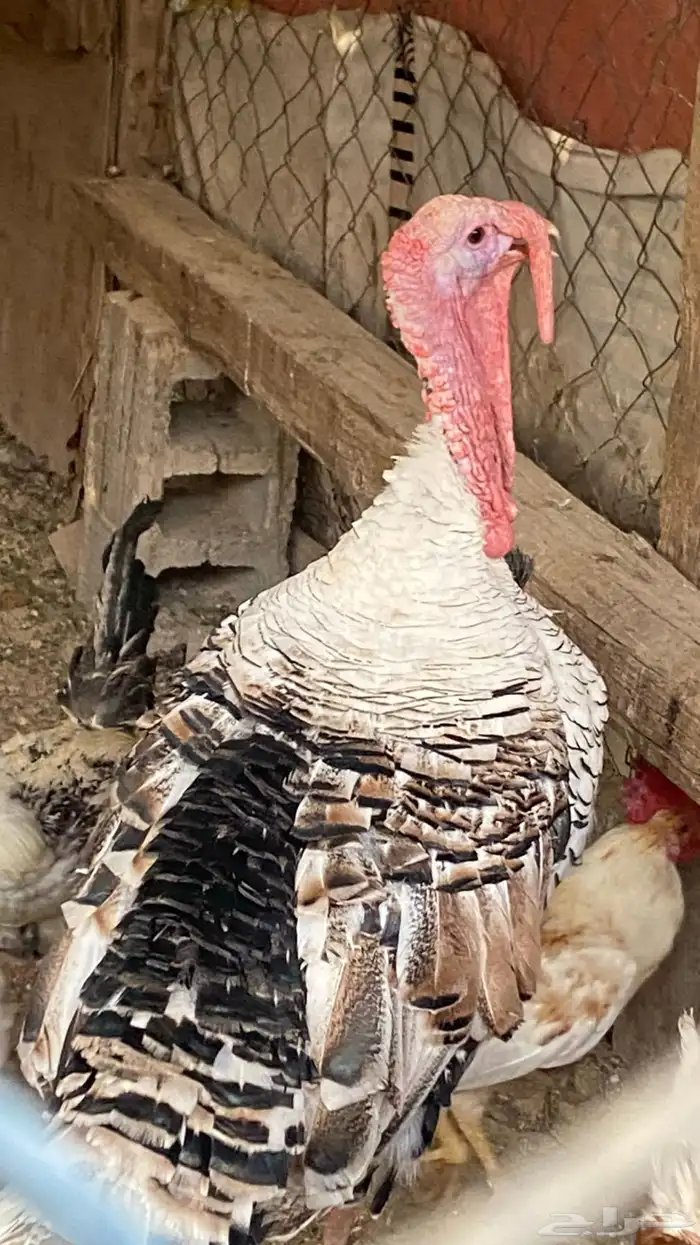 رومي العدد 2 ذكور و ثلاث إناثي 2